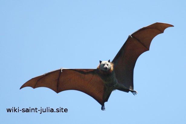 moustique_chauve_souris.jpg
