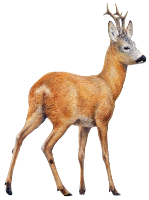 chevreuil-deurope_300.png