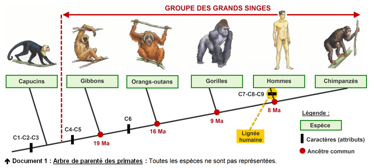 20240521_evolution_des_especes.png