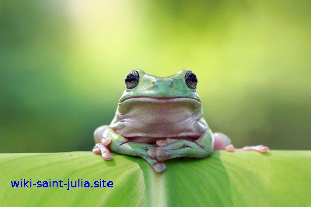 moustique_grenouille.jpg moustique_grenouille.jpg