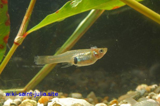 moustique_gambusie.jpg moustique_gambusie.jpg